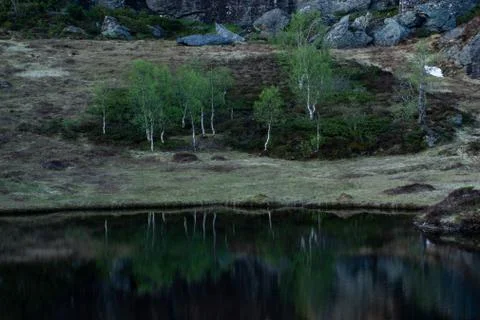 Birch trees besides a lake Stock Photos
