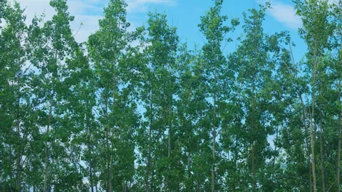 Birch trees blowing in a strong wind Stock Footage 341534832