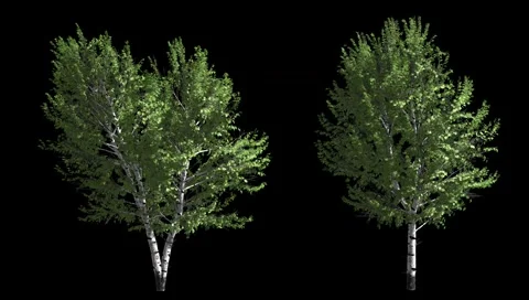 Birch trees blowing in wind, isolated on a black with alpha mask Stock Footage 48484687