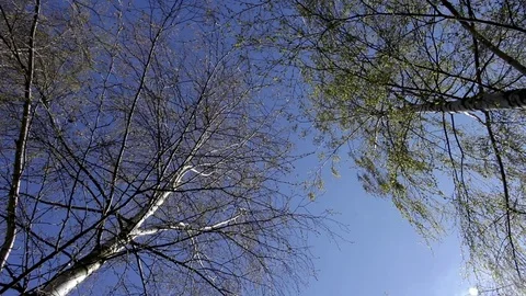Birch trees, blue sky from below view, spring Stock Footage 74929840