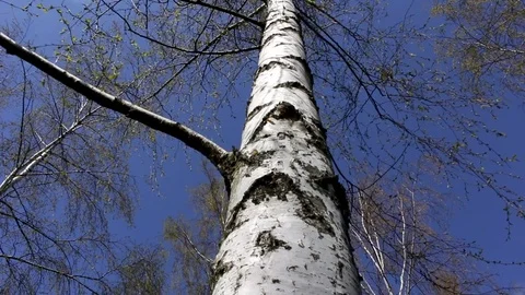 Birch trees, blue sky from below view, spring Stock Footage 74929968