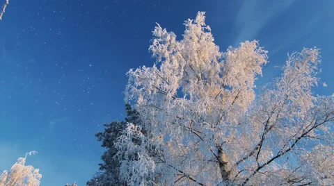 Birch trees branches against deep blue sky 스톡 동영상 62072468