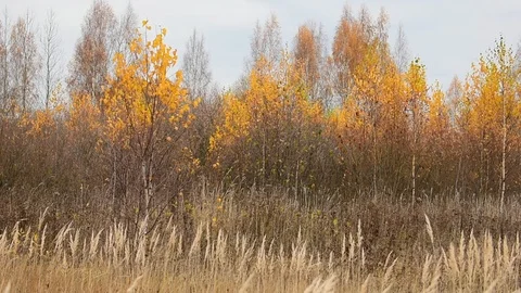 Birch trees in bright colors, the image of autumn Stock Footage 118309922