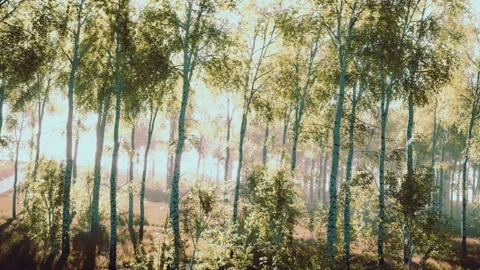 Birch trees in bright sunshine in late summer Stock Footage 230214716