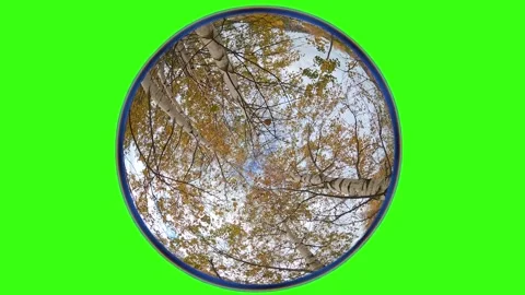 Birch trees. Camera rotates from a low angle, fisheye lens, green screen Stock Footage 313679458