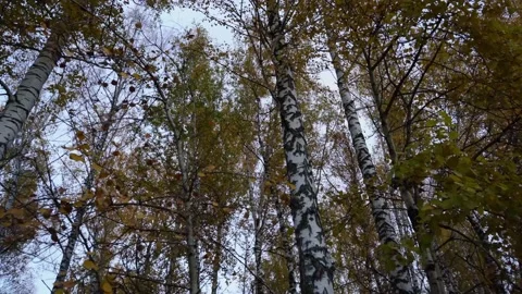 Birch trees close up in autumn Stock Footage 142476683
