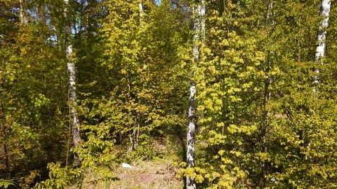 Birch trees close up in a green forest shot from a drone. Slow, cinamatic Stock Footage 108019574