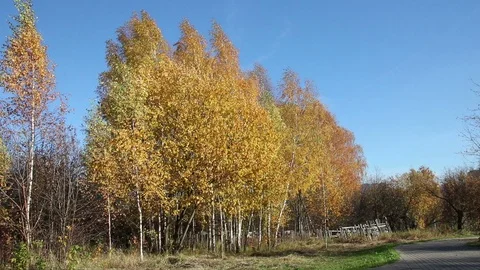 Birch trees countryside Stock Footage 104839848