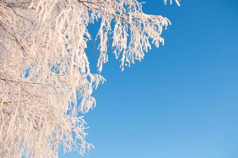Birch trees covered by snow against blue sky. Winter landscape Foto stock