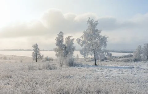 Birch trees covered with a thick layer of frost on a frosty winter morning Stock Photos