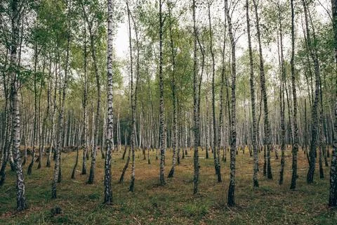 Birch trees create a serene forest landscape Stock-Fotos