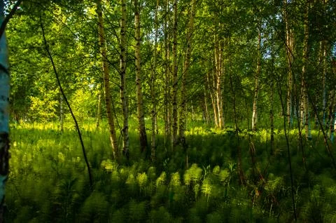 Birch trees in dense thickets of fern. Stock Photos