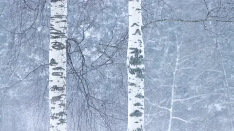 Birch trees during blizzard Stock Footage 172450714
