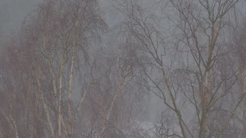 Birch trees during the strong snowstorm. Vídeo Stock 148237659