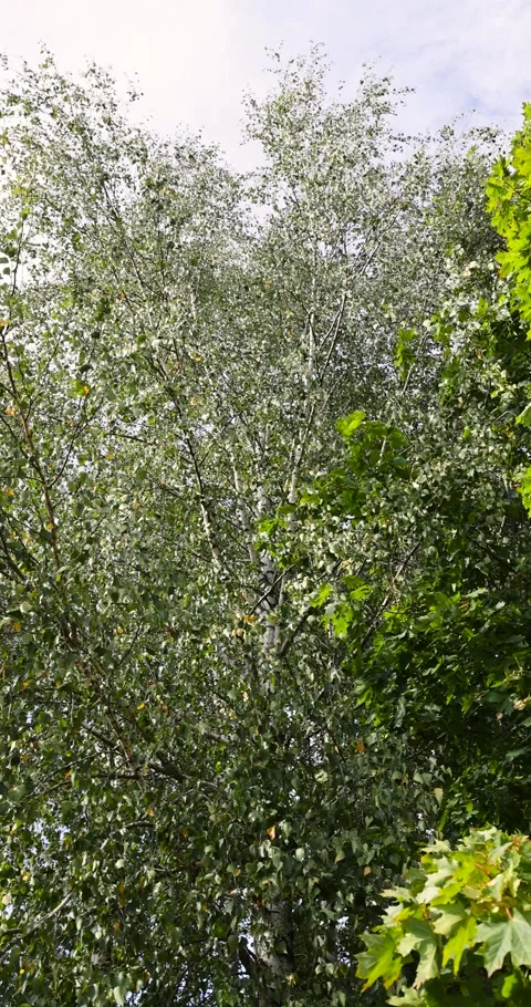 Birch trees in early September during the process of yellowing and leaf fall, Stock Footage 293061590