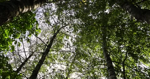 Birch trees in early September during the process of yellowing and leaf fall, Stock Footage 293449177