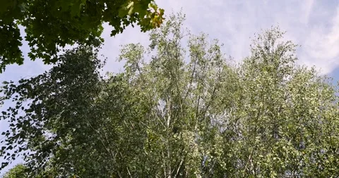 Birch trees in early September during the process of yellowing and leaf fall, Stock Footage 295673971