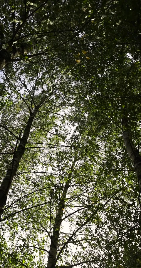 Birch trees in early September during the process of yellowing and leaf fall, Stock Footage 295941896