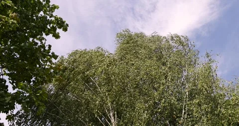 Birch trees in early September during the process of yellowing and leaf fall, Stock Footage 296173460