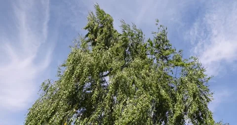 Birch trees in early September during the process of yellowing and leaf fall, Stock Footage 296316124