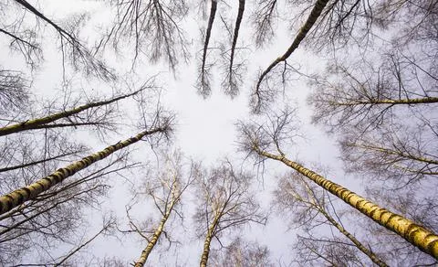 Birch trees in early spring in the forest, view from the ground to the tops o Stock Photos