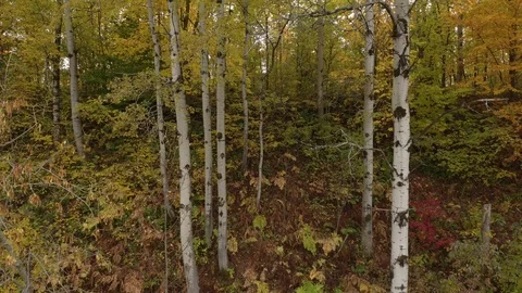 Birch trees in fall starting to change leaf color viewed by rising drone Stock Footage 119174740