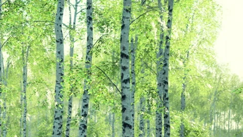 Birch trees fill a forest with green leaves during daylight in a spring season Stock Footage 338324178
