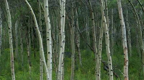 Birch Trees Stock Footage 8988107