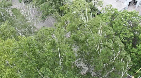 Birch trees Stock Footage 25908668