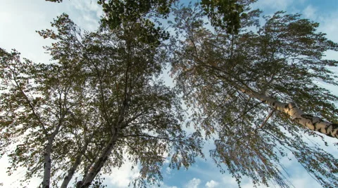 Birch trees Vídeos de archivo 68346357