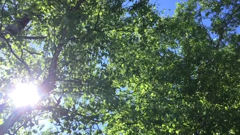 Birch trees Stock Footage 132535223