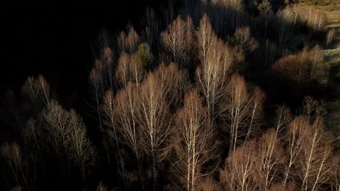 Birch trees Video stock 153523934