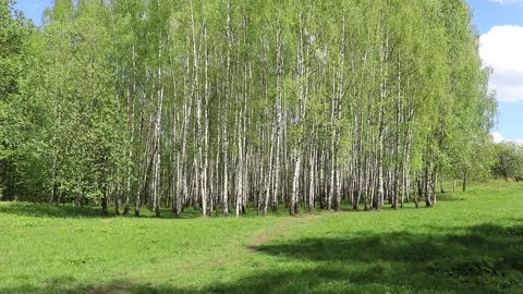 Birch trees Stock Footage 154622955