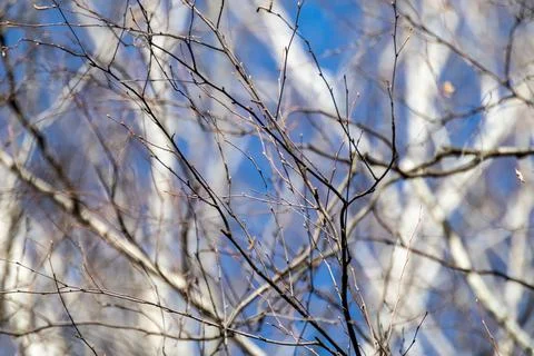 Birch trees forest branches on blue sunny sky Stock Photos