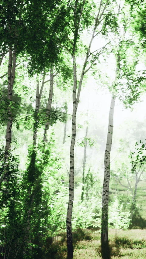 Birch trees in a forest during daytime with bright green leaves Stock Footage 342707581