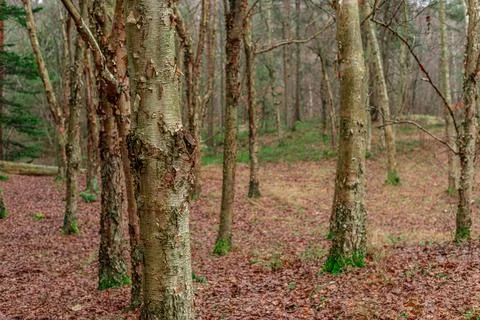 Birch trees in a forest at fall. Stock Photos