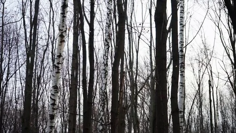 Birch trees in a forest Stock Footage 98698733