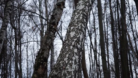 Birch trees in a forest Stock Footage 98698841