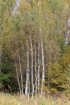 Birch trees in forest Stock Photos