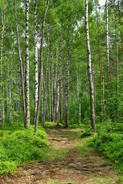 Birch trees in forest Stock Photos
