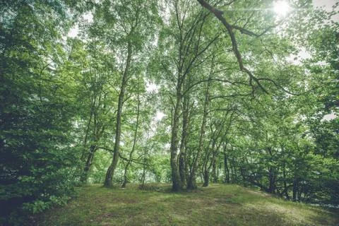 Birch trees in a forest Stock Photos