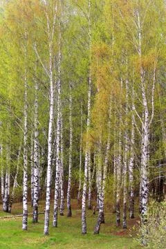 Birch trees in a forest Stock Photos