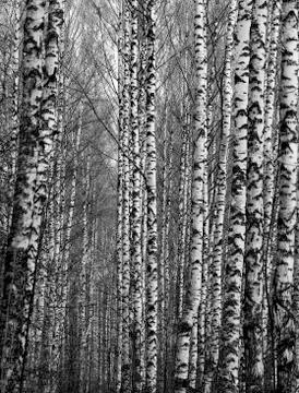 Birch trees in a forest Stock Photos