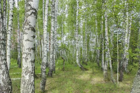 Birch trees in the forest Stock Photos