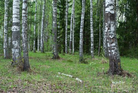 Birch trees in forest Stock Photos