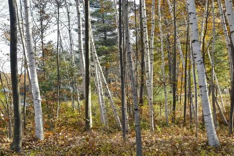 Birch trees in the forest Stock-Fotos