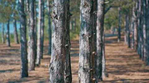 Birch trees forest on a summer day. Video stock 104321778