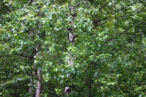 Birch trees forest summer view of white trunk bark Foto stock