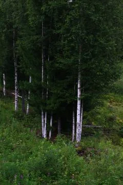 Birch trees forest summer view of white trunk bark Foto stock