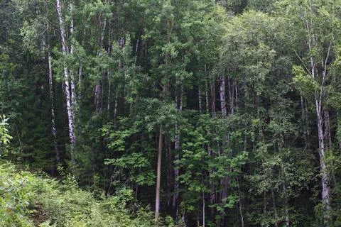 Birch trees forest summer view of white trunk bark Stock Photos